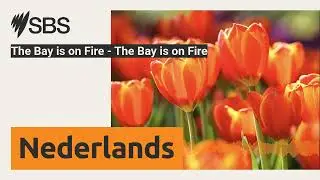 The Bay is on Fire - The Bay is on Fire | SBS Dutch - SBS Nederlands