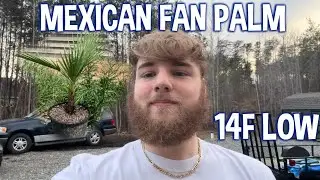 How cold will a palm tree tolerate? | Washingtonia Robusta/Mexican Fan Palm