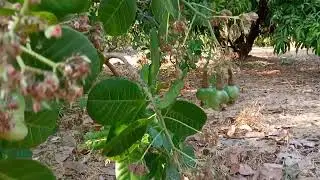 cashew nuts season in kokan