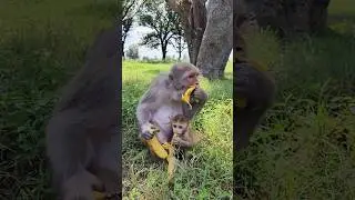 Cute baby mother eating banana 🍌🐒😋 #bandar #monkeyvideo #monkey 01038