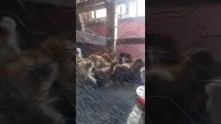 Buff cochin chicks available