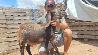ANIMAIS DISPONÍVEIS A VENDA VAL DAS OVELHAS 
