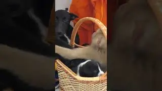 Monkey love kitten #shorts