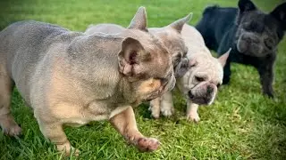 Our $500+ Supply Restock for 8 Dogs?! Bulk Buying + Cost-Cutting Hacks LIVE from the Puppy Palace