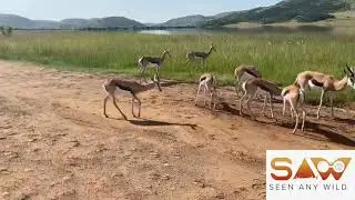 Herd of springbok grazing next to the road