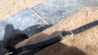 Tight Girth and Breeching/Crupper