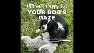 Your Daily Dose of Happy: Just Gaze into Your Dog's Eyes