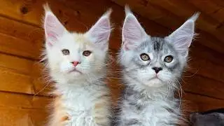 Kittens Play on the Balcony!