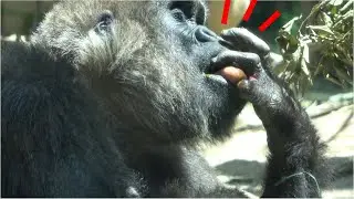 Painful. Mom Genki licks injured hand. Kintaro is worried.  【Kyoto Zoo, Gorilla,ゴリラ