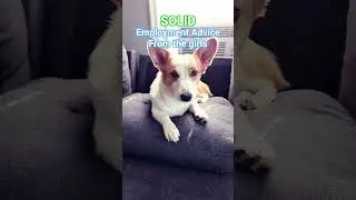 #corgi #doggielife #cute #corgilife #dog #pets #precious #furbabies #sisters #shorts #dogshorts