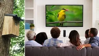 WiFi Bird Box Camera Alexa Google Home Compatible Review