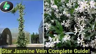 Star Jasmine Plant Care at Home | Fast Growth Tips & Benefits Explained