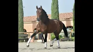 Astro de Susaeta:  A Stallion with Great Potential for Classical Dressage