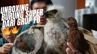 UNBOXING BURUNG MASTERAN MEWAH | LOLOHAN REQUESAN SUBSCRIBER