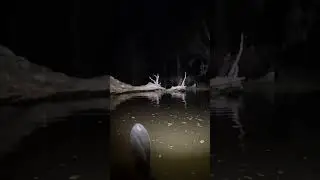 Eerie Sound in Abandoned Swamp &ndash; Unbelievable! #eeriefindings #creepy