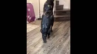 Baby Godzilla vs Dog 🤣🤣 #funny #shorts #dog #godzilla