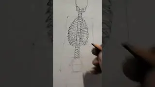 how to draw human skeleton back view basic