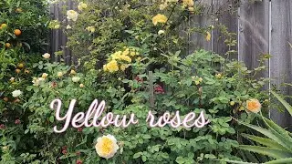 My mistake in my garden / Rose lover