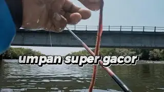 keseruan mancing rendeman/ngoyor sek kampung