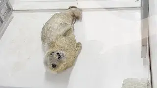 Cute seals @ A Seal - 可愛いアザラシたち