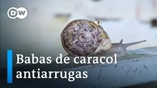Babas de caracol antiarrugas