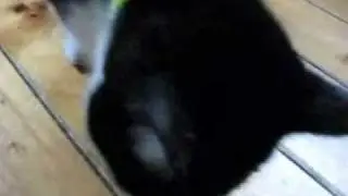 FISH FOOD FRENZY starring fifi the cat