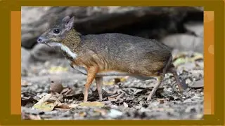 Lesser Indo-Malayan Chevrotain (Kanchil) / Tragulus kanchil ssp. angustiae