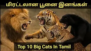 Top 10 Biggest Cats in the World | மிகப்பெரிய காட்டுப் பூனைகள் | Wild Info Tamil