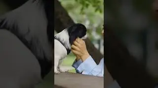 The Incredible Resilience of Rescue Dogs