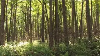 Nature: Allegheny National Forest