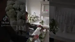 HOW DO I CONDITION MY HYDRANGEAS #hydrangeas #shorts #weddingflorist #howto #howtoarrangeflowers