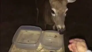 lexi's new feeder