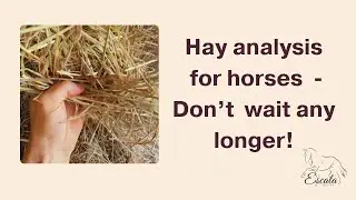 Why hay analysis matters for our Horse&rsquo;s health | Make informed feeding choices