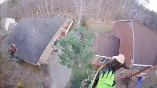 HEAVY LEANING Cypress tree had to be removed TODAY!