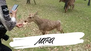 JAPAN: CHAPTER II - NARA