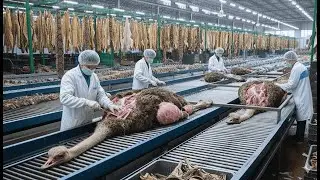 Inside the Ostrich-Leather Factory: From Farm to Luxury Jacket (Full Process)