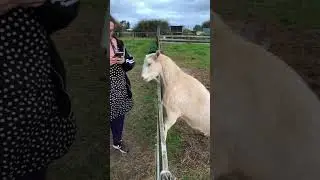 Goat on gate