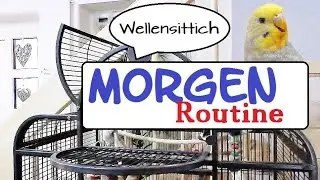Wellensittich Morgenroutine | ♡ eine Morgen Routine für Wellis ♡