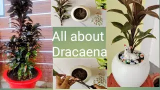 Dracaena plant care . propagation.All about Dracaena plant 