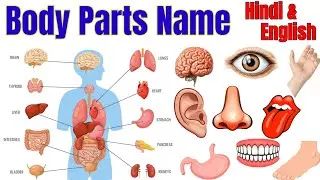 30 body Parts name | human body parts name in Hindi and English with pictures | #bodypartsname 