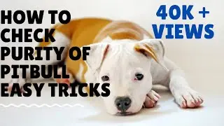 HOW TO CHECK PURITY OF PITBULL PUPPY|| IN HINDI || EASY TIPS AND TRICKS||#pitbull
