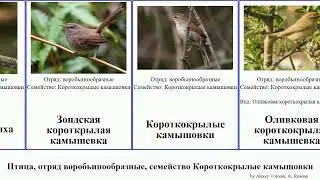Птица, отряд воробьинообразные, семейство Короткокрылые камышовки bird камышевка Горная Фолидорнис