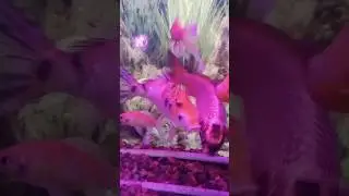 Most Beautiful Multi color Fishs (Fish Aquarium) 