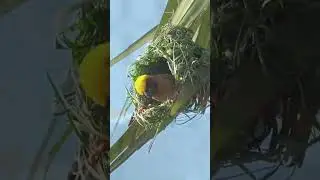 Nightfall: Nocturnal Chirp Calm  #Birdsong, #NatureSounds, #RelaxationShorts,