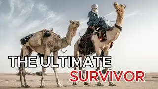 Camels - Secrets of the Desert&rsquo;s Legendary &lsquo;Ships&rsquo; | Explore the Animal Kingdom
