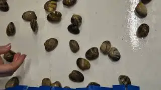 MXV-BULK - Shellfish