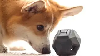 7 Amazing Gifts For DOG LOVERS