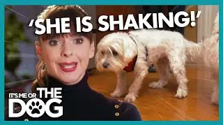 Dog's Fear of Wooden Floors Leaves Victoria Stunned! | It's Me or the Dog