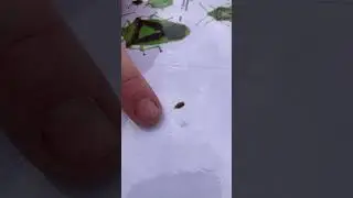 Frog hopper jump slow