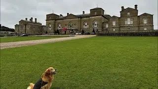 Monty the Blind Golden Retriever at Holkham Hall - Discovering its Spectacular Gardens and Wildlife.